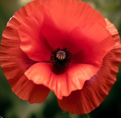 amapola tipos de flores