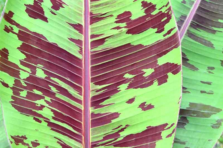Musa acuminata 'Zebrina' (plátano de hojas rayadas) - Conade IP