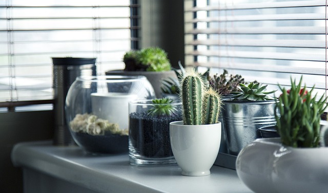 Qué beneficios tiene la planta llamada lengua de suegra