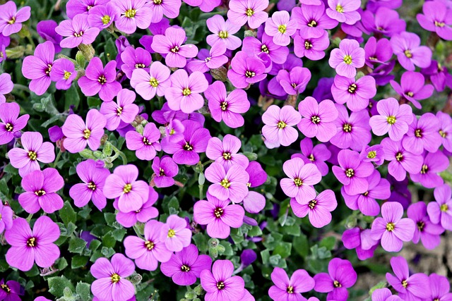 Qué beneficios tiene la rosa de castilla Qué beneficios tiene la rosa de castilla