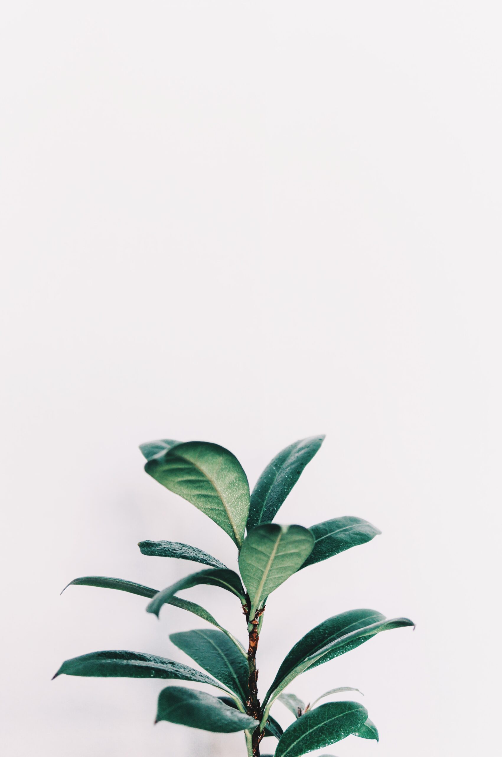 Qué beneficios tiene la planta de ruda
