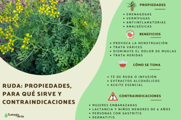 Qué beneficios tiene el té de ruda - CONADEIP