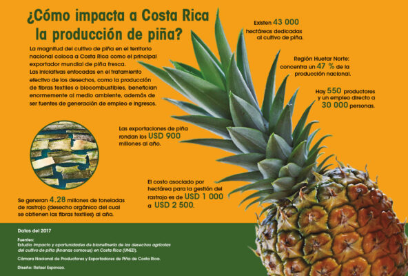 Qué beneficios tiene la hoja de la piña - CONADEIP